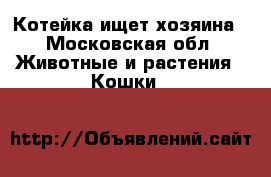 Котейка ищет хозяина - Московская обл. Животные и растения » Кошки   